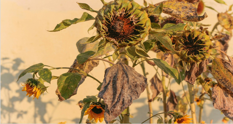 A wilting sunflower bathed in golden sunlight